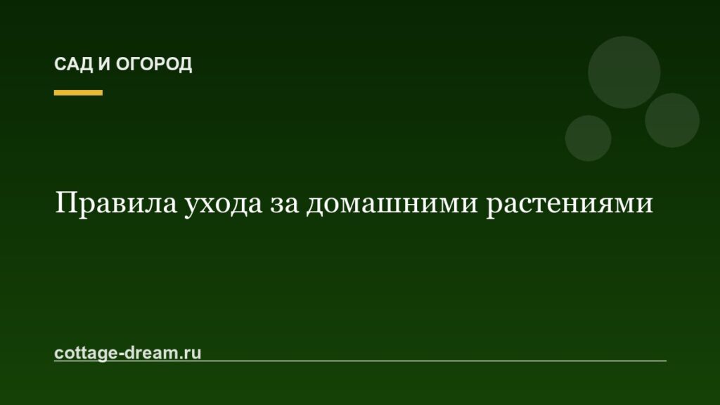 Правила ухода за домашними растениями