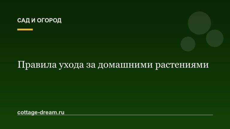 Правила ухода за домашними растениями
