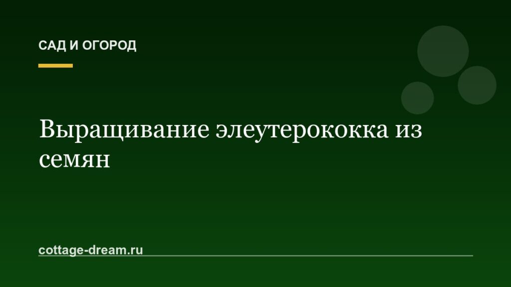 Выращивание элеутерококка из семян: фото