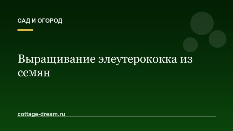 Выращивание элеутерококка из семян: фото