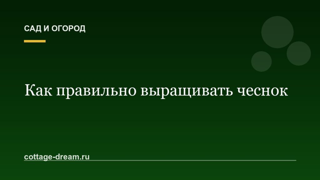 Как правильно выращивать чеснок: аптека в огороде