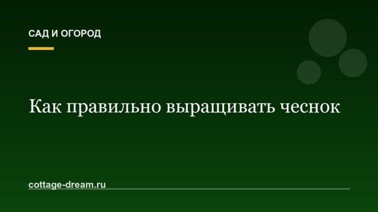 Как правильно выращивать чеснок: аптека в огороде