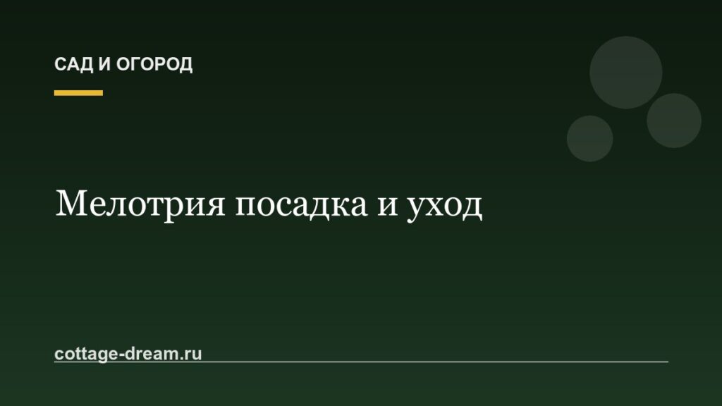 Мелотрия посадка и уход: экзотика на огороде