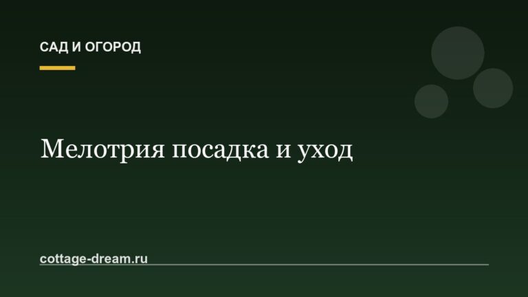 Мелотрия посадка и уход: экзотика на огороде