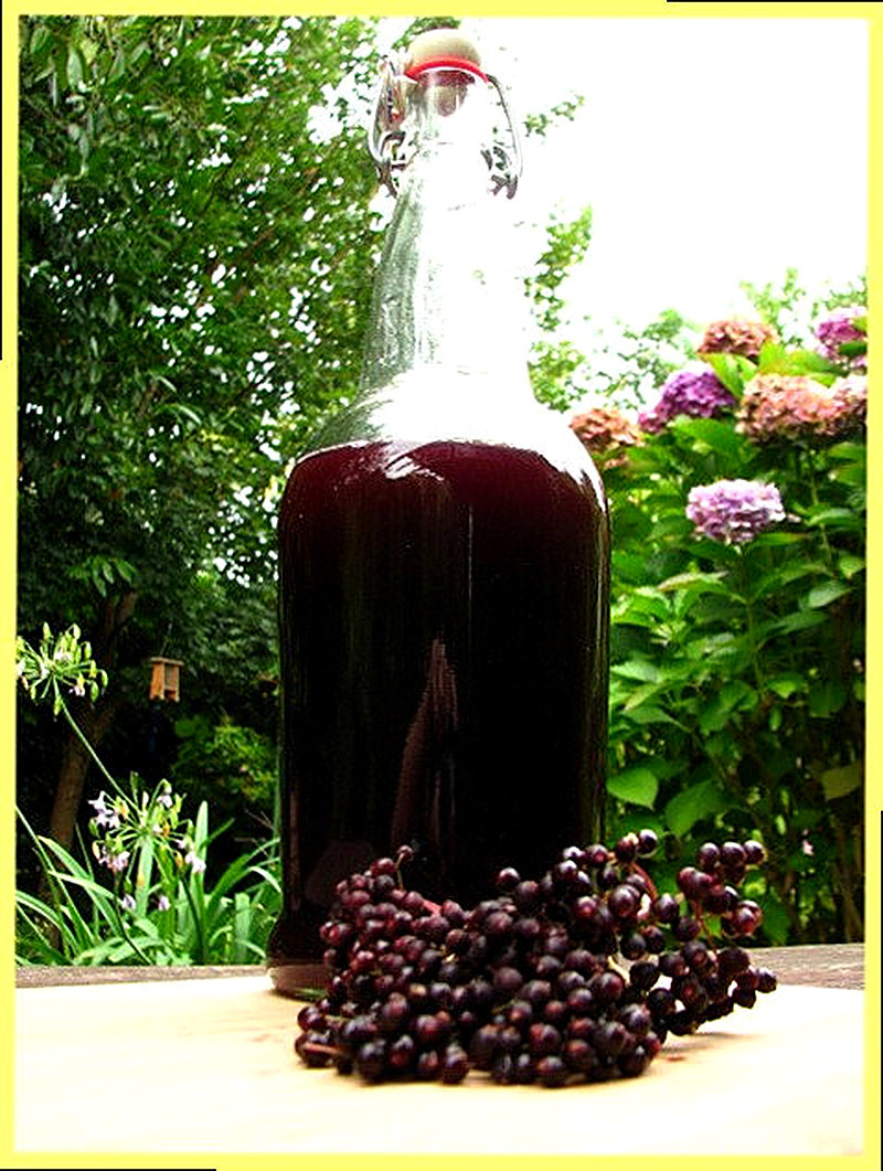 Лечебные свойства бузины черной