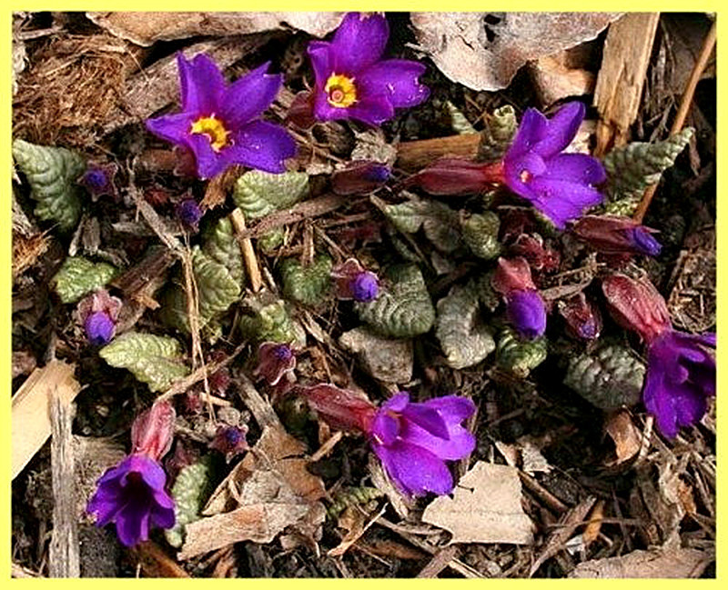 Болезни примулы