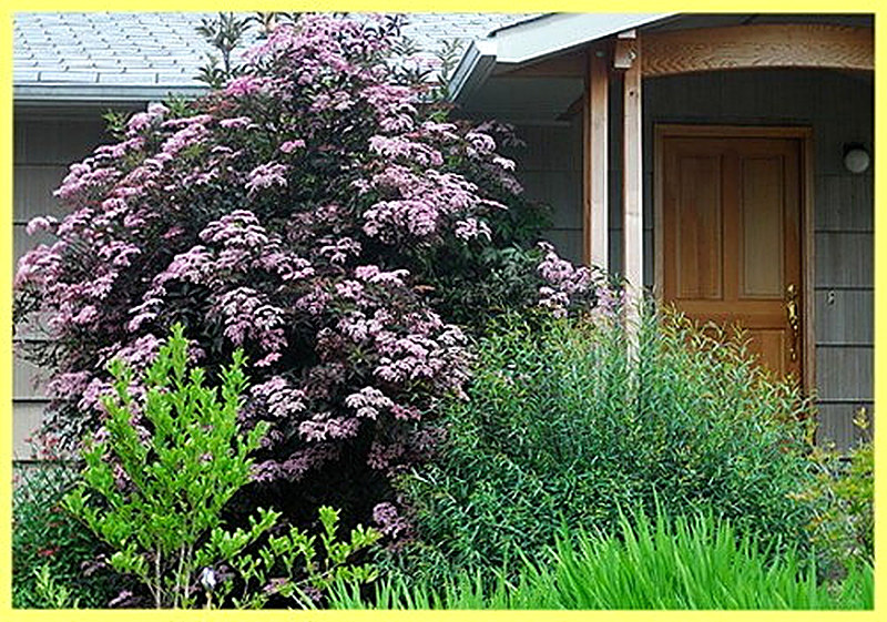 Высаживание бузины черной