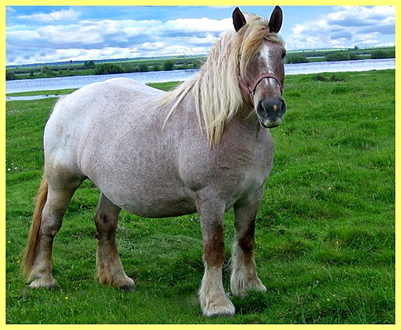 Племенная кобыла