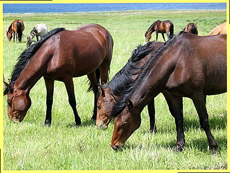 Развитие коневодства