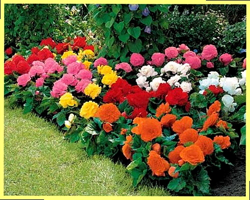 Бегония садовая выращивание