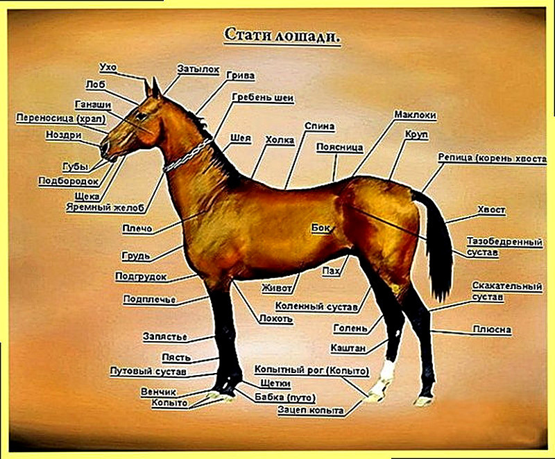 Части тела лошади
