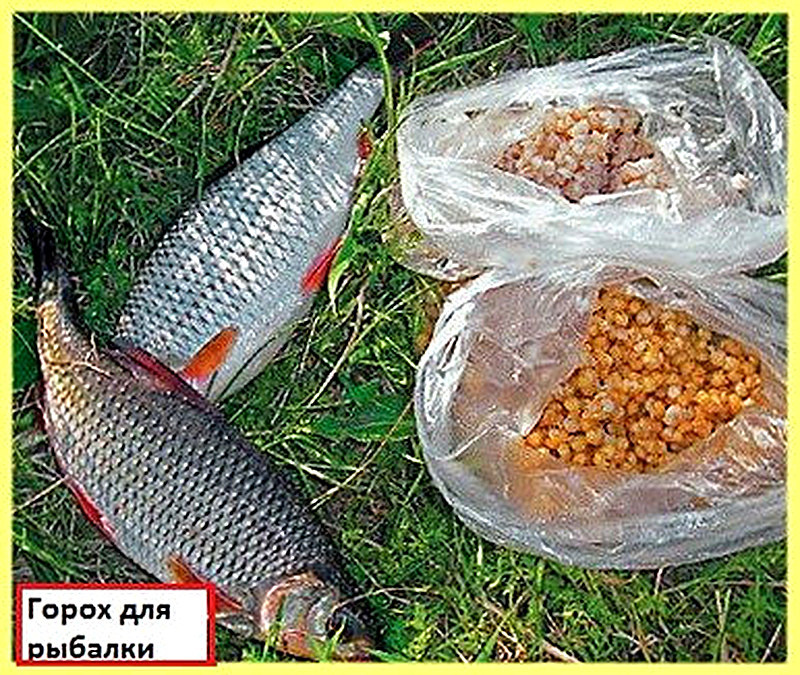 как приготовить горох для рыбалки