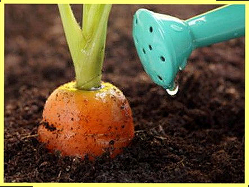 Чем удобрять морковь при посадке