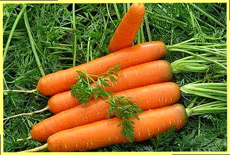 Как выращивать морковь