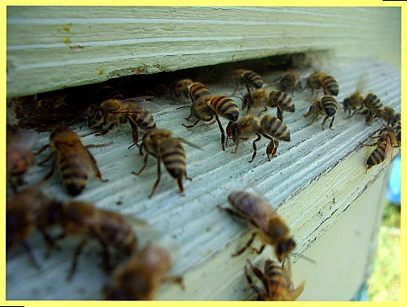 Рабочие пчёлы в улье
