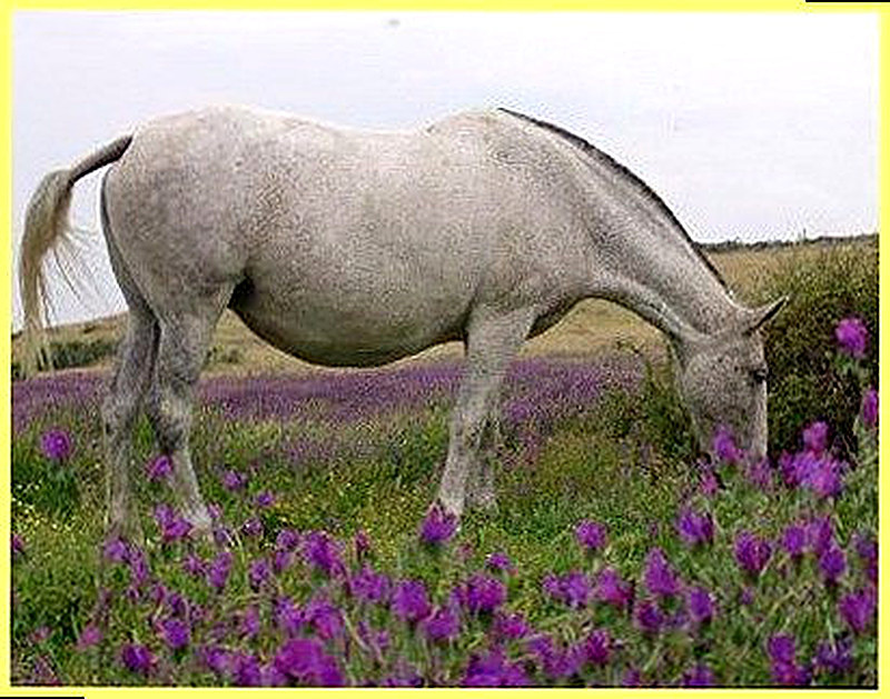 Жеребость кобылы