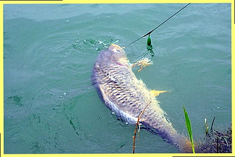 Секреты ловли карпа в августе