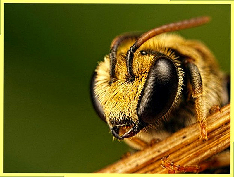 Развитие пчелиной семьи