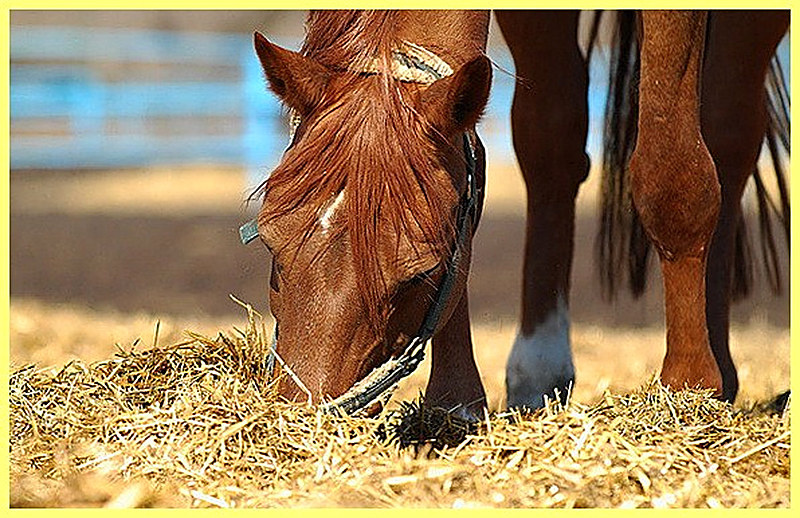 Подстилка для лошадей