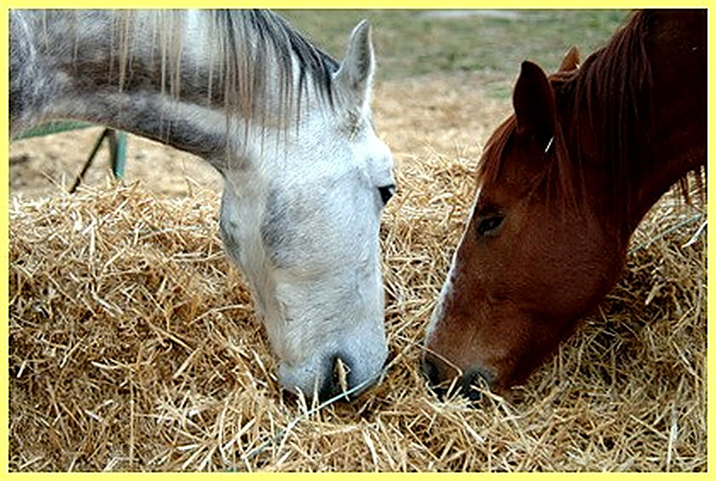 Кормление лошадей овсом