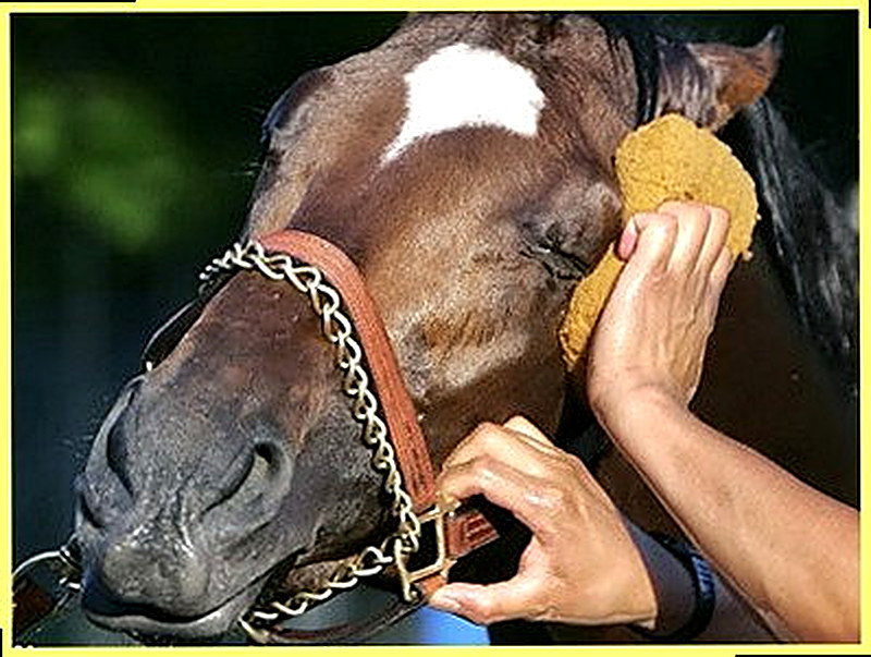 Чистка лошадей