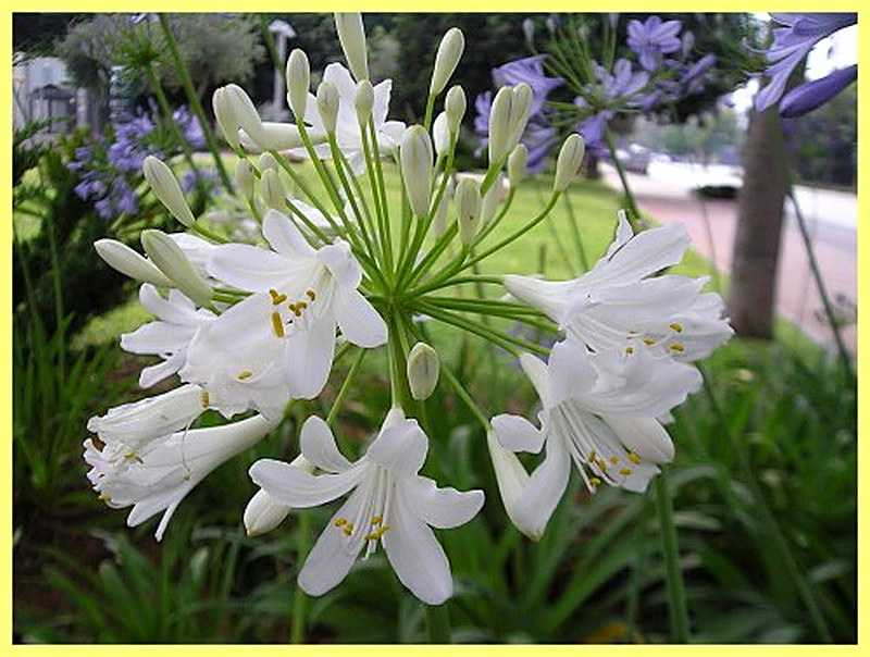 Агапантус фото