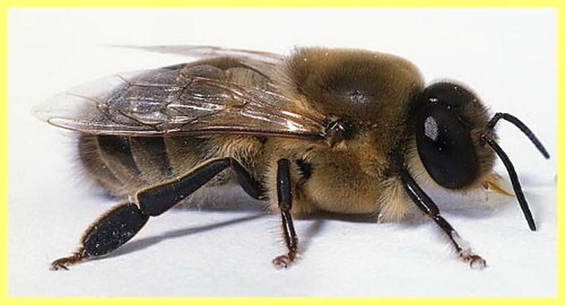 Роль трутня в пчелиной семье