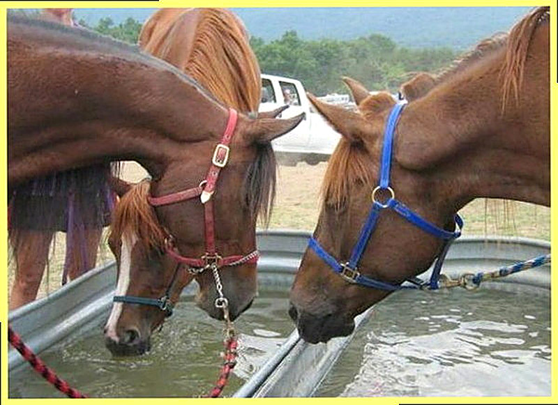 Водопой лошадей
