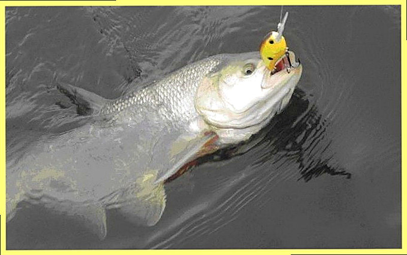 Ловля жереха на спиннинг