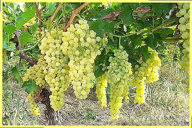 Филлоксероустойчивые лозы