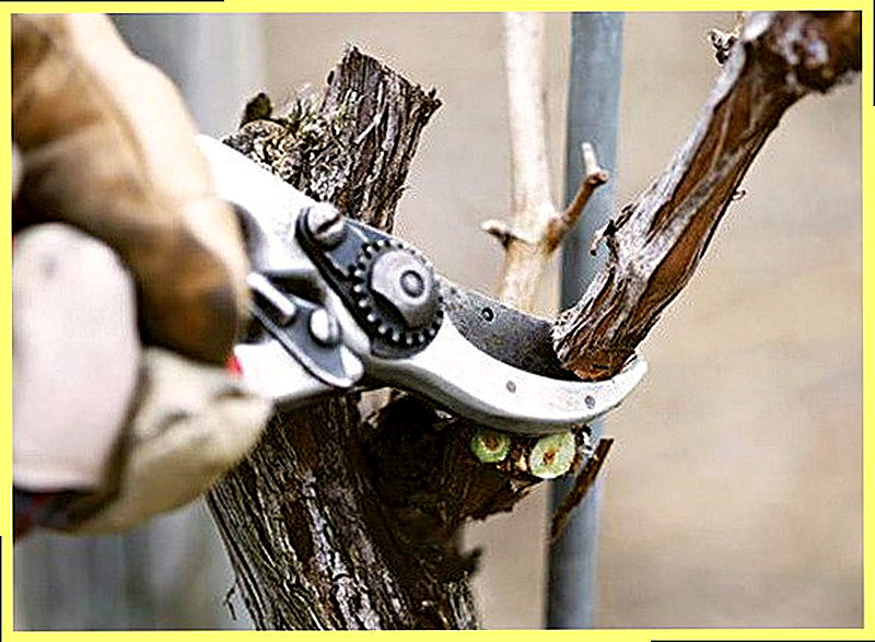 Зимняя подрезка винограда