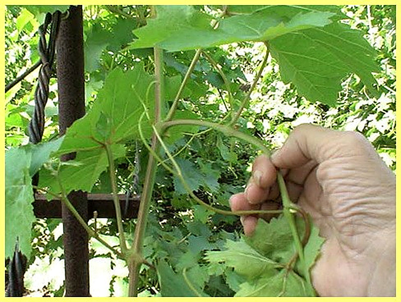 прищипывание побегов винограда