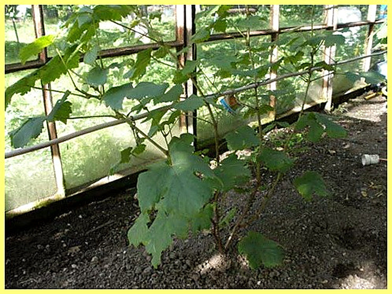 Подвязка винограда