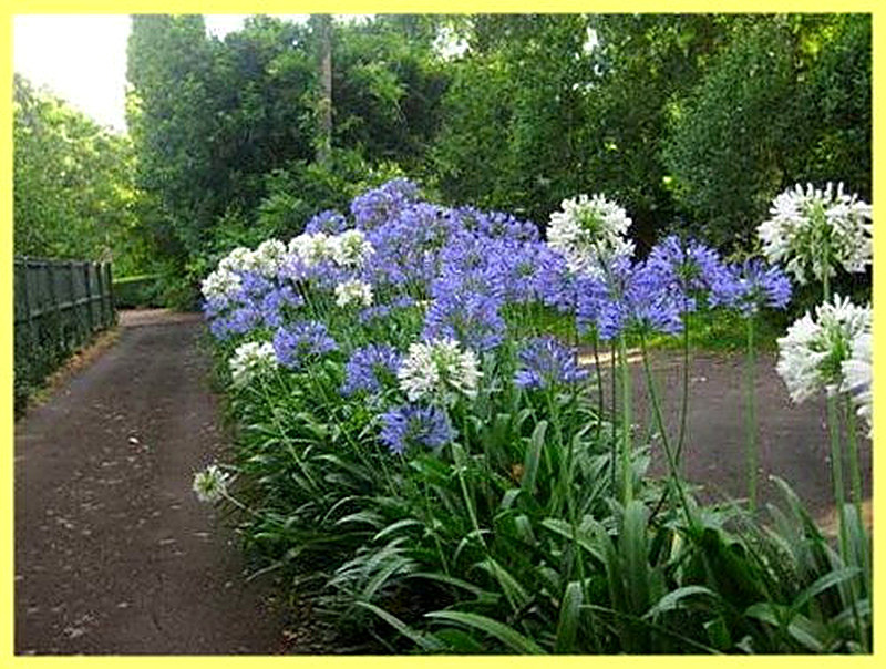 Агапантус как выращивать