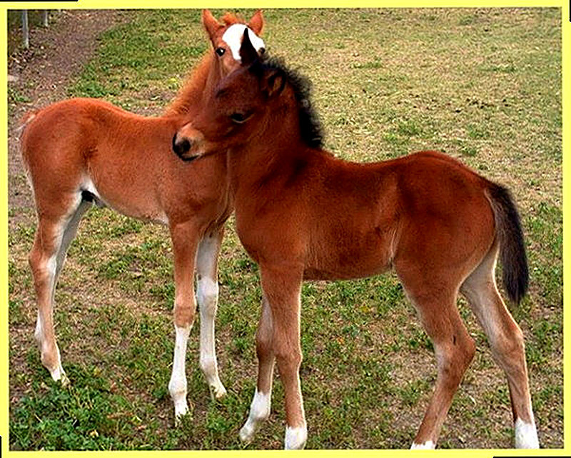 Уход за жеребёнком