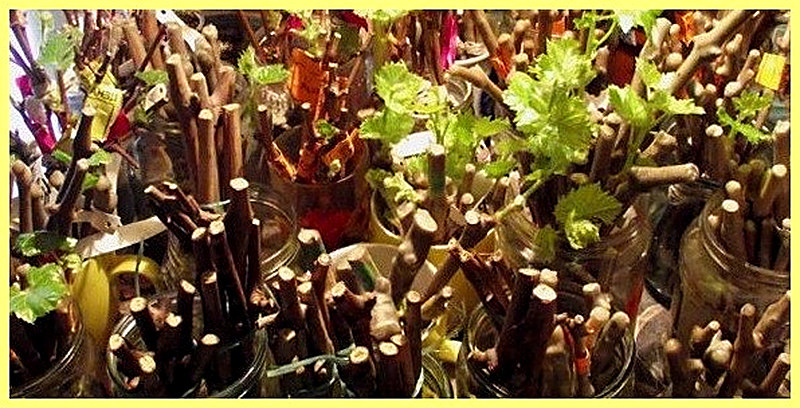 Заготовка чубуков винограда