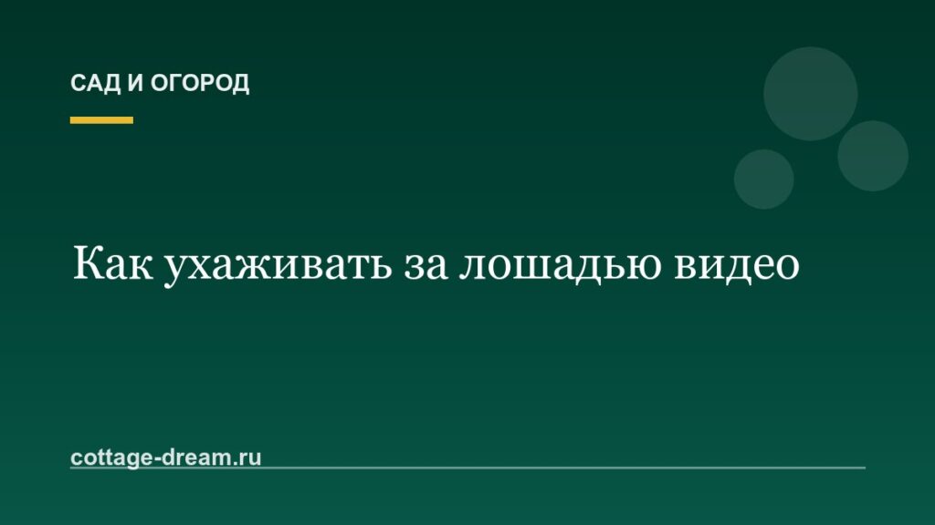 Как ухаживать за лошадью видео