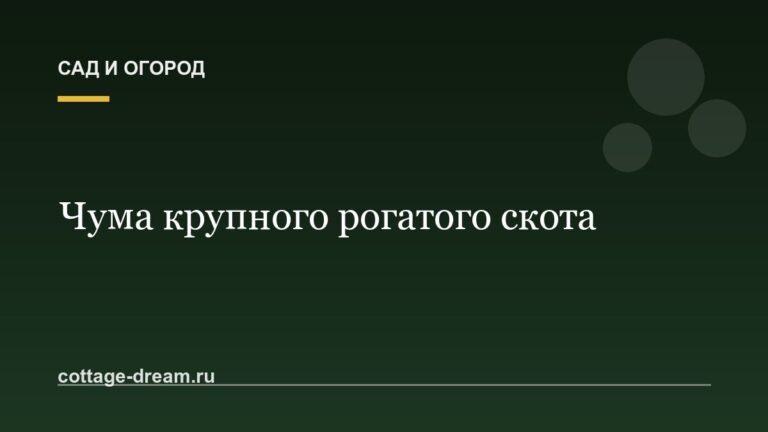 Чума крупного рогатого скота
