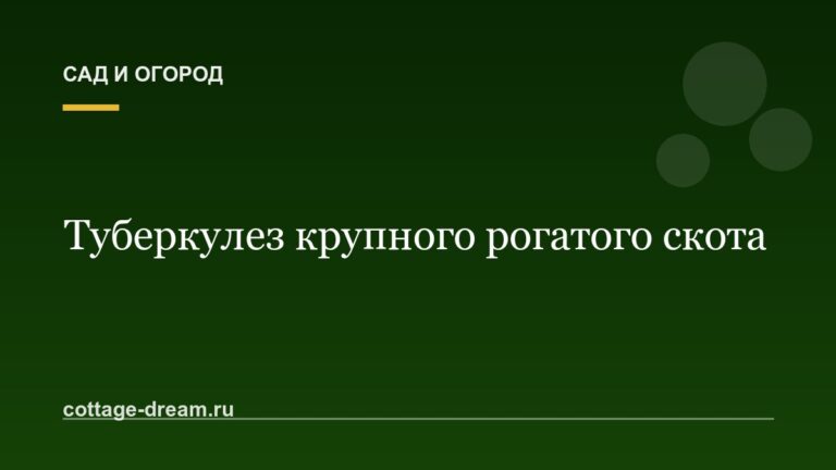 Туберкулез крупного рогатого скота