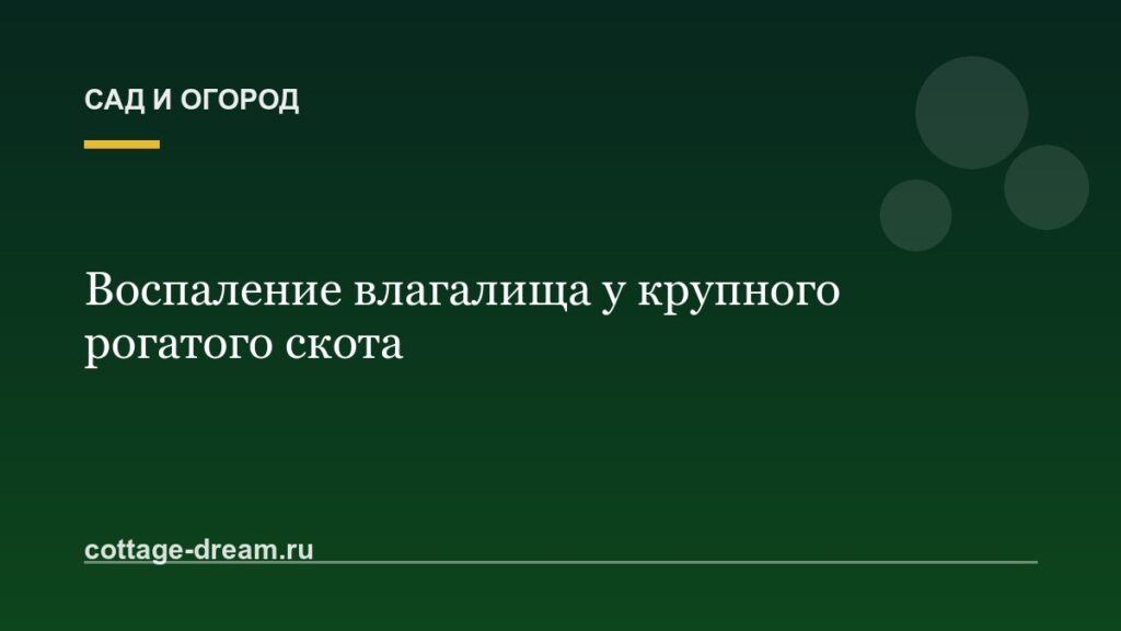 Воспаление влагалища у крупного рогатого скота