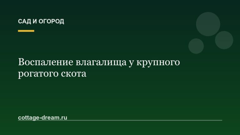 Воспаление влагалища у крупного рогатого скота