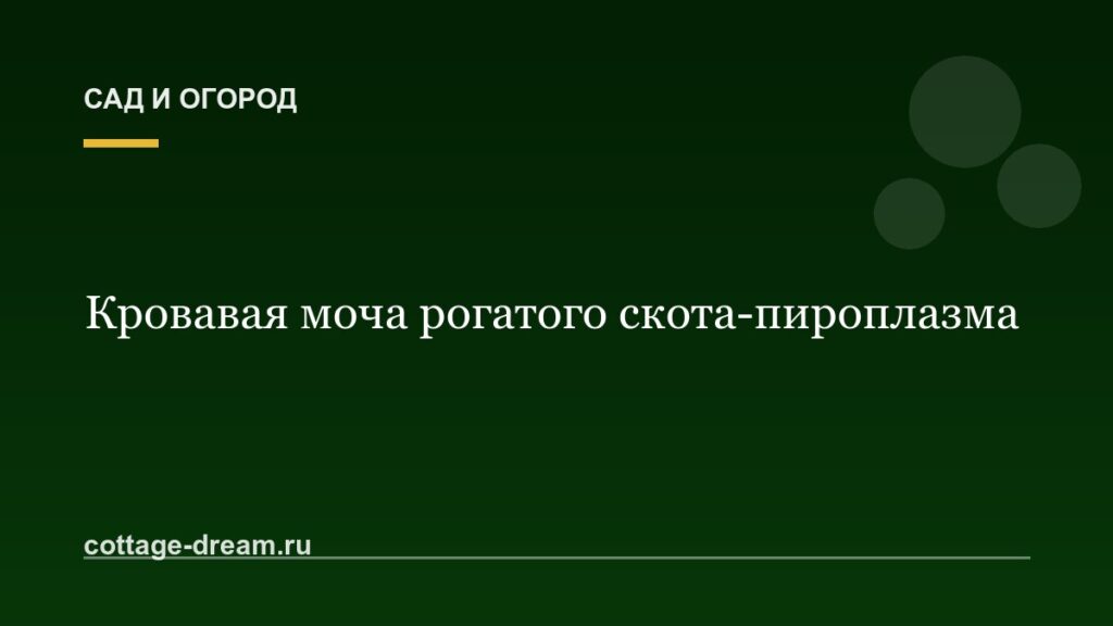 Кровавая моча рогатого скота-пироплазма