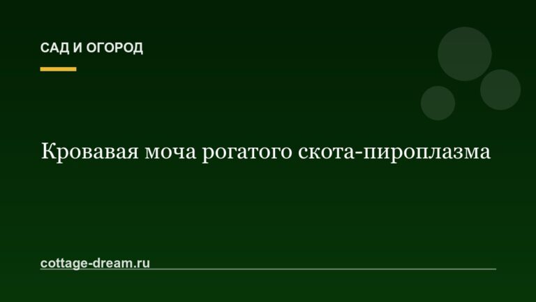 Кровавая моча рогатого скота-пироплазма