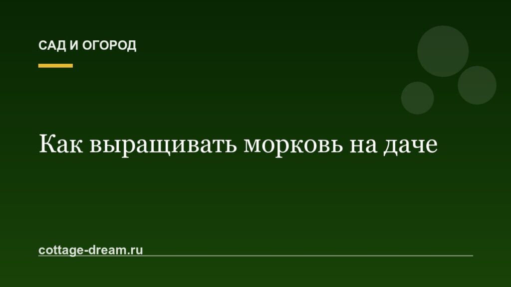 Как выращивать морковь на даче