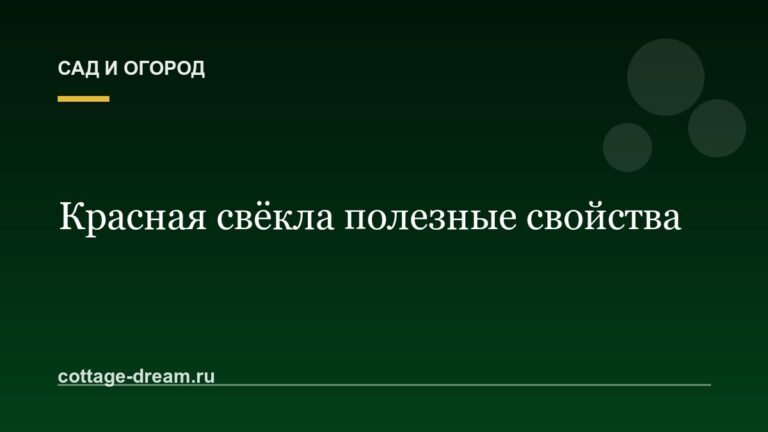 Красная свёкла полезные свойства
