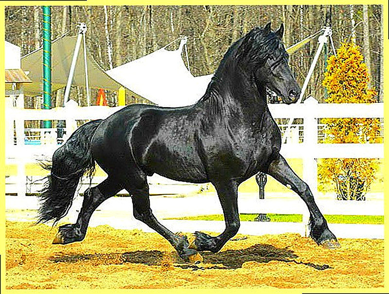 Виды движения лошади