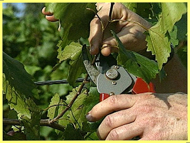 летняя подрезка винограда