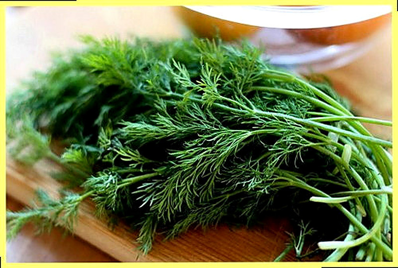 Чем полезен зелёный укроп