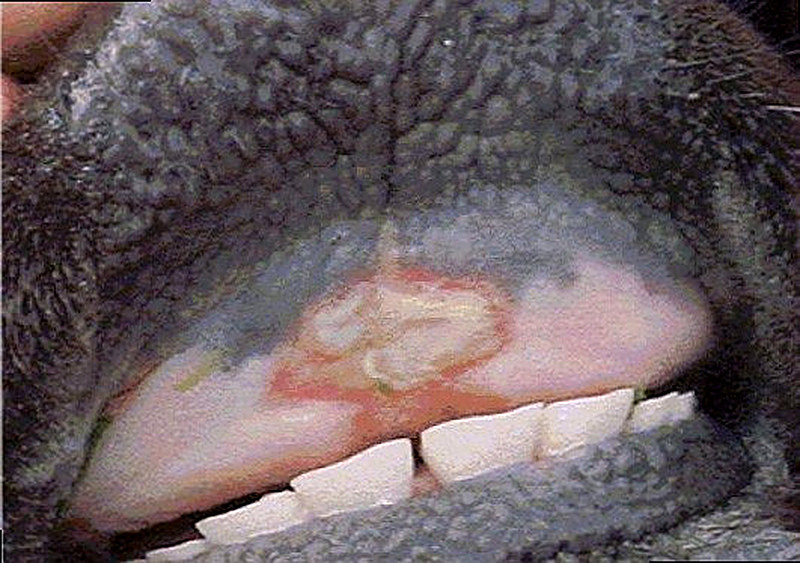 Ящур у коров и свиней