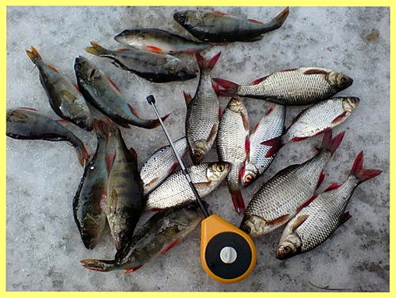 Как поймать краснопёрку зимой